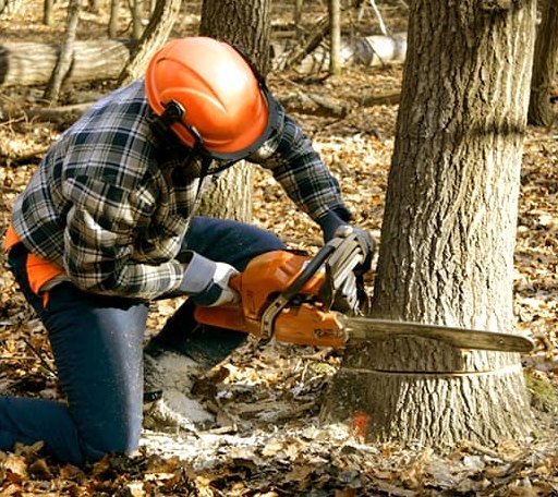Tree Removal in Merrifield, MN